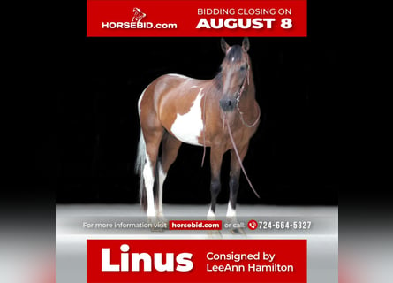 Spotted Saddle Horse, Wałach, 8 lat