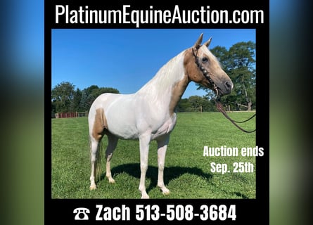 Spotted Saddle Horse, Wałach, 9 lat, 142 cm, Tobiano wszelkich maści