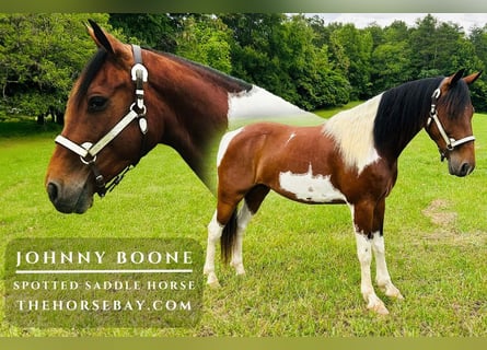 Spotted Saddle Horse, Wallach, 10 Jahre, 152 cm, Tobiano-alle-Farben