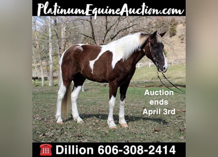 Spotted Saddle Horse, Wallach, 11 Jahre, Tobiano-alle-Farben