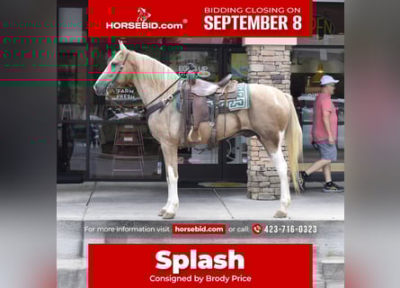 Spotted Saddle Horse, Wallach, 13 Jahre, 157 cm, Schecke
