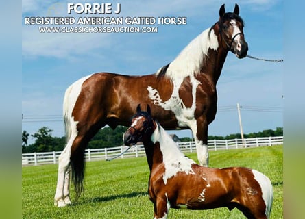 Spotted Saddle Horse, Wallach, 5 Jahre, 142 cm, Tobiano-alle-Farben