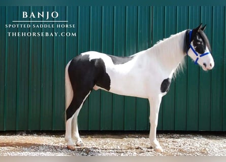 Spotted Saddle Horse, Wallach, 5 Jahre, 157 cm, Tobiano-alle-Farben