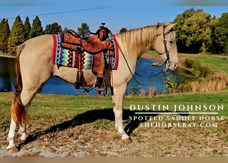 Spotted Saddle Horse, Wallach, 9 Jahre, Champagne