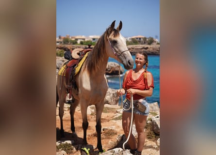 Standardbred américain, Jument, 10 Ans, 159 cm, Buckskin