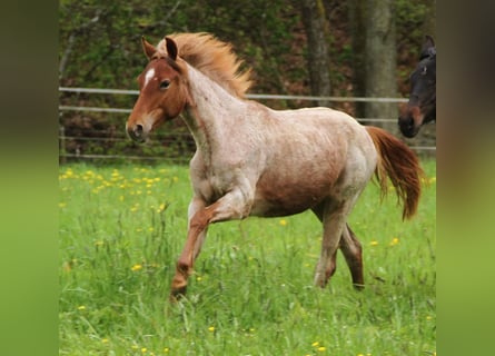 Standardbred américain Croisé, Jument, 1 Année, Rouan Rouge