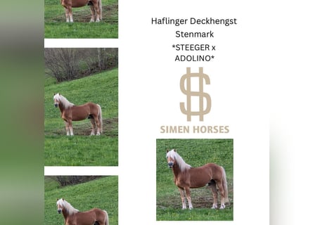 Haflinger, Hengst, 20 Jahre, 146 cm, Fuchs
