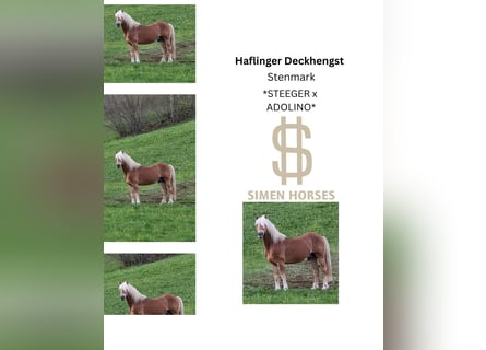 Haflinger, Hengst, 20 Jahre, 146 cm, Fuchs