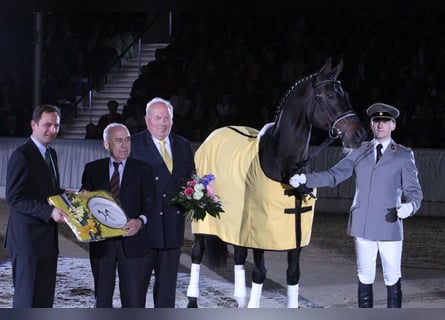 Hannover, Stallone, 27 Anni, 169 cm, Baio scuro