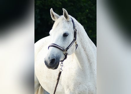 Straight Egyptian, Gelding, 14 years, 15 hh, Gray