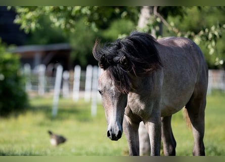 Straight Egyptian, Gelding, 2 years, 15,1 hh, Can be white