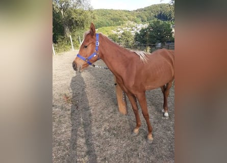 Straight Egyptian, Gelding, 3 years, 15.1 hh, Chestnut-Red
