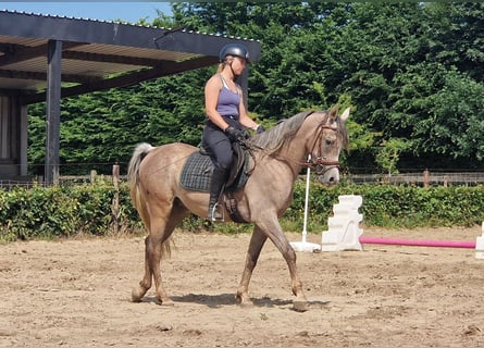 Straight Egyptian, Gelding, 3 years, 15,1 hh, Gray-Fleabitten