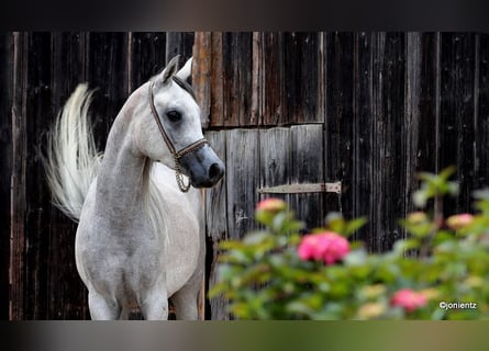 Straight Egyptian, Gelding, 3 years, 15,1 hh, Grey