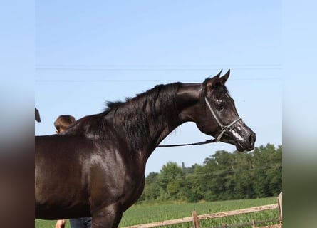 Straight Egyptian, Hingst, 12 år, 157 cm, Svart