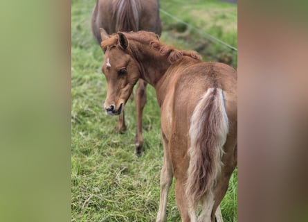 Straight Egyptian, Hingst, Föl (03/2024), 150 cm, Fux