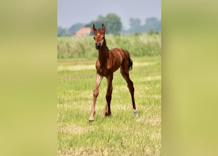 Straight Egyptian, Hingst, Föl (05/2024), 156 cm, Brun