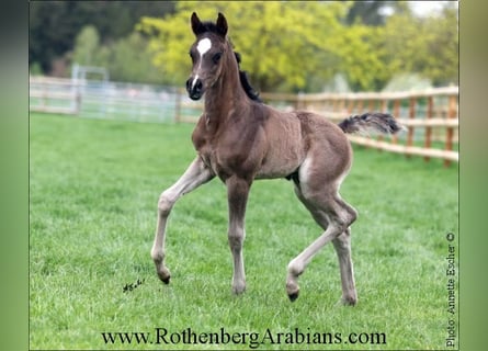 Straight Egyptian, Hingst, Föl (04/2024), 156 cm, Svart