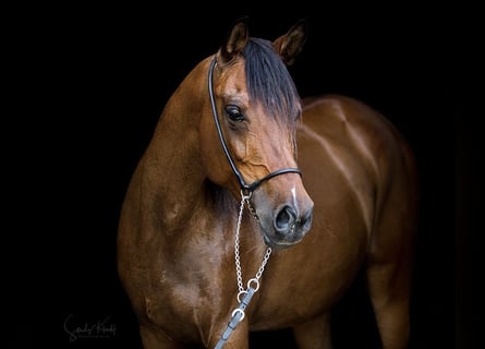 Straight Egyptian, Mare, 11 years, 15.1 hh, Brown