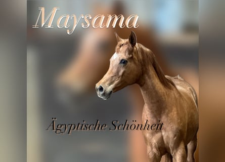 Straight Egyptian, Mare, 11 years, 15 hh, Chestnut-Red