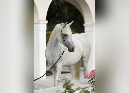Straight Egyptian, Mare, 13 years, 15.1 hh, Gray