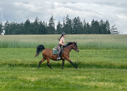 Straight Egyptian, Mare, 15 years, 15 hh, Brown