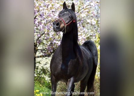 Straight Egyptian, Mare, 16 years, 14.2 hh, Smoky-Black
