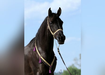 Straight Egyptian, Mare, 19 years, 15 hh, Black