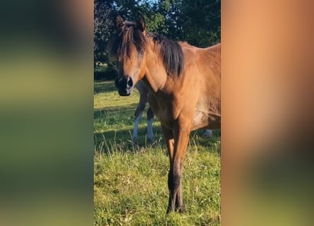 Straight Egyptian, Mare, 2 years, 14,2 hh, Rabicano