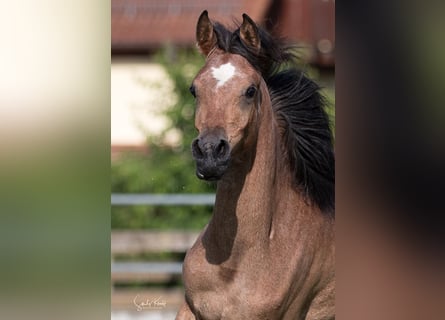 Straight Egyptian, Mare, 2 years, 15 hh