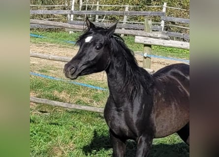 Straight Egyptian, Mare, 2 years, Black