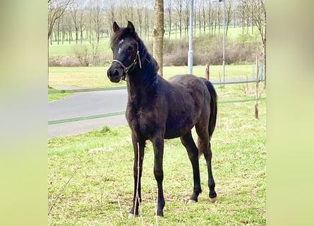 Straight Egyptian, Mare, 3 years, 13.2 hh, Black