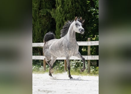 Straight Egyptian, Mare, 4 years, 15,1 hh, Grey