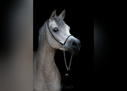 Straight Egyptian, Mare, 6 years, 14.3 hh, Grey