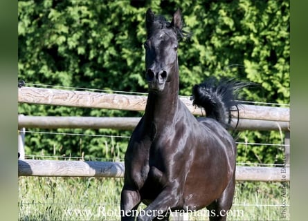 Straight Egyptian, Mare, 7 years, 15 hh, Black