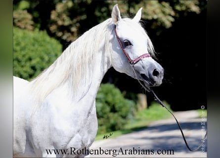 Ägyptischer Araber, Stute, 8 Jahre, 14,3 hh, Schimmel