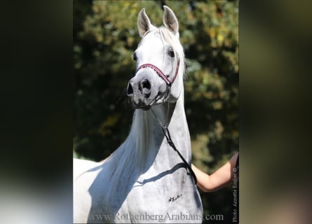Straight Egyptian, Mare, 8 years, 14.3 hh, Gray