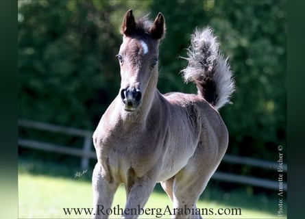 Straight Egyptian, Mare, Foal (04/2026), 15.1 hh, Black