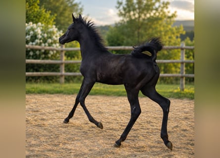 Straight Egyptian, Mare, Foal (04/2026), 15.1 hh, Black