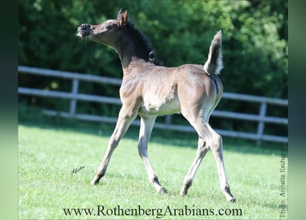 Straight Egyptian, Mare, , 15 hh, Black