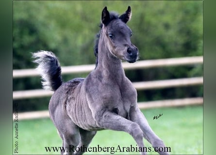 Straight Egyptian, Mare, Foal (04/2024), 15 hh, Black