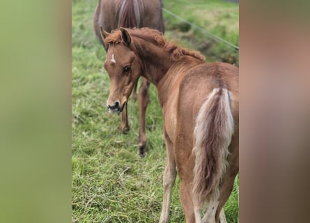 Straight Egyptian, Stallion, 1 year, 14,3 hh, Chestnut