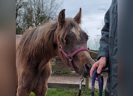 Straight Egyptian, Stallion, 1 year, 14,2 hh, Grey