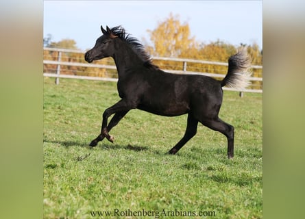 Straight Egyptian, Stallion, 1 year, 15.1 hh, Black