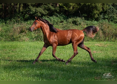 Straight Egyptian, Stallion, 1 year, 15.1 hh, Brown