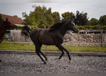 Straight Egyptian, Stallion, 1 year, Black