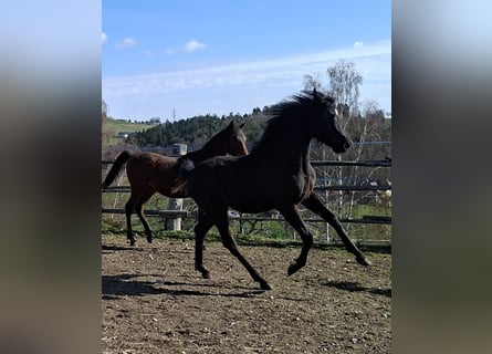 Straight Egyptian, Stallion, 1 year, Black