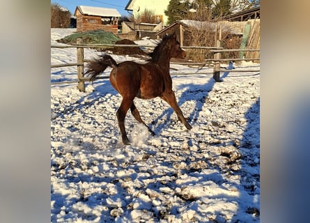 Straight Egyptian, Stallion, 1 year, Brown