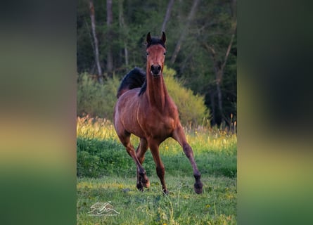 Straight Egyptian, Stallion, 2 years, 15.1 hh, Brown