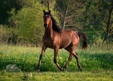 Straight Egyptian, Stallion, 2 years, 15 hh, Brown